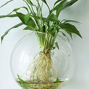 6-Pack Wall Hanging Planters Glass Terrariums - Round Air Plants Wall Containers
