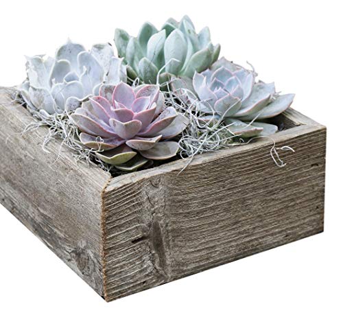Colorful Succulent Garden in Reclaimed Wood Succulent Planter