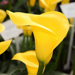 Calla lily - Yellow (2 bulb) Ideal for Pots and Planters