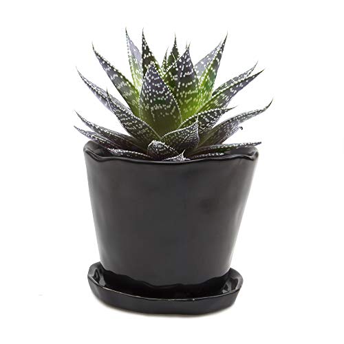Chive - Tika, Succulent and Cactus Pot and Saucer Ceramic Flower and Plant Container with Drainage Hole and Detachable Saucer Great for Indoor/Outdoor Garden Decor (5 inches, Black)