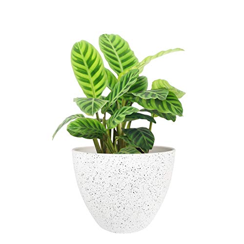 Flower Pots Outdoor Indoor Garden Planters,Plant Containers with Drain Hole, Speckled White (8.6 inches, 1 Pack)