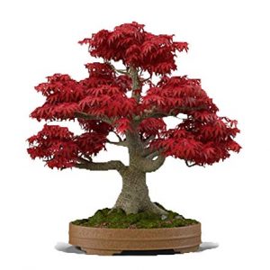 MABES WAREHOUSE Japanese Red Maple Bonsai Tree 20 Seeds - Acer Palmatum/Real Beautiful Air Purifier Bonsai Plant Live Indoor Tree Plants, Japanese Home Decor Bonsai Garden Seed Pack