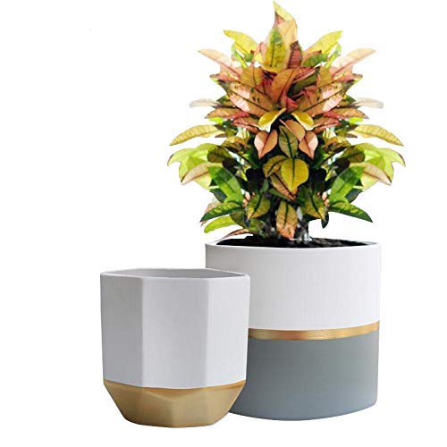 White Ceramic Flower Pot Garden Planters 6.5 Inch Pack 2 Indoor, Plant Containers with Gold and Grey Detailing