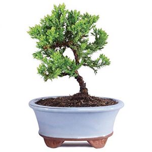 Brussel's Bonsai Live Green Mound Juniper Outdoor Bonsai Tree-3 Years Old 4" to 6" Tall with Decorative Container-Not Sold in California,