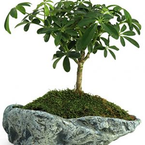 Natural Elements Rock Planter (Basin) – Realistic Woodland-Themed with Intricate Stone Detail. Grow Succulents, Cactus, African Violets and Bonsai. Striking in Any décor.