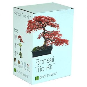 Plant Theatre Bonsai Trio Kit, 3 Distinctive Bonsai Trees to Grow